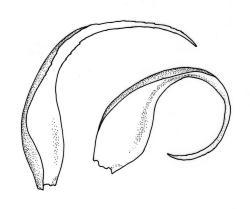 Warburgiella leucocyta, leaves. Drawn from T.W.N. Beckett 138, CHR 580341.
 Image: R.C. Wagstaff © Landcare Research 2016 